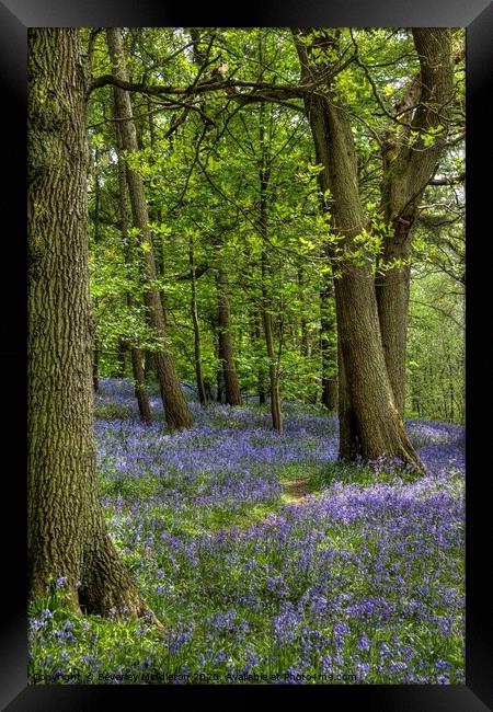 Bluebells at Middleton Woods, Yorkshire Framed Print by Beverley Middleton