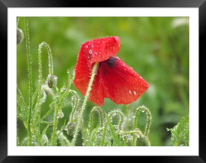 poppy in the morning dew Framed Mounted Print by Adam Carr