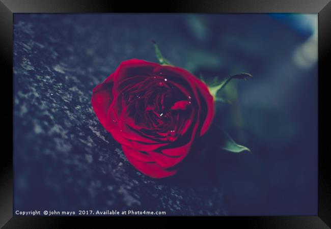 A single red rose Framed Print by john mayo