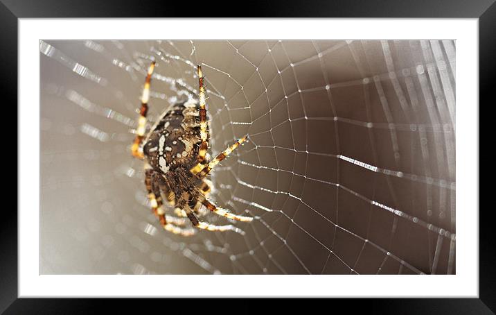 Knees of an arachnid Framed Mounted Print by Paul May