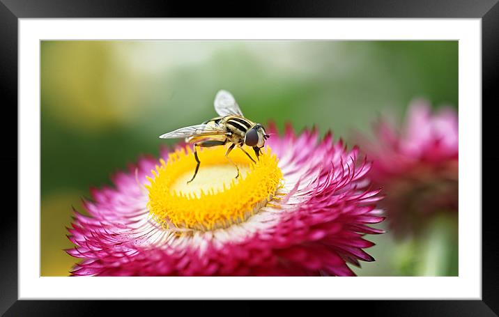 Sun Fly - Heliophilus Pendulas Framed Mounted Print by Paul May