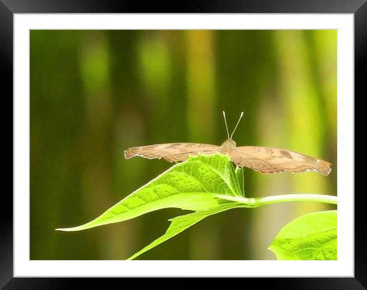 Butterfly Gliding On The Leaf Framed Mounted Print by Sajitha Nair