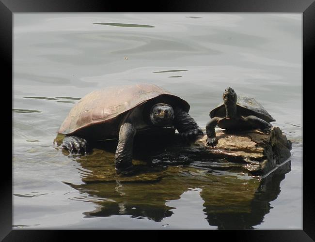 Asian Tortoise and the Offspring Framed Print by Sajitha Nair