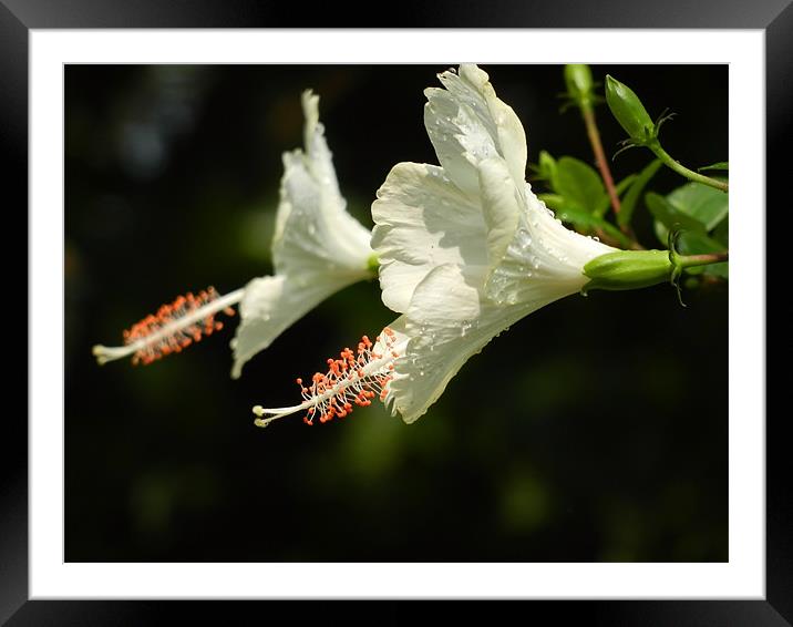 Partially Bloomed White Hibiscus Flower Framed Mounted Print by Sajitha Nair