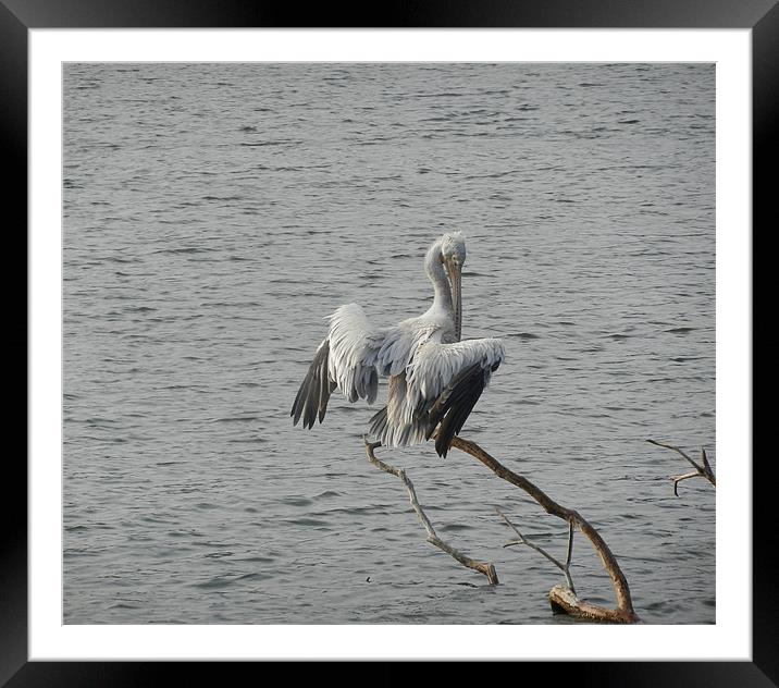 A Bird In Kandy Lake Framed Mounted Print by Sajitha Nair