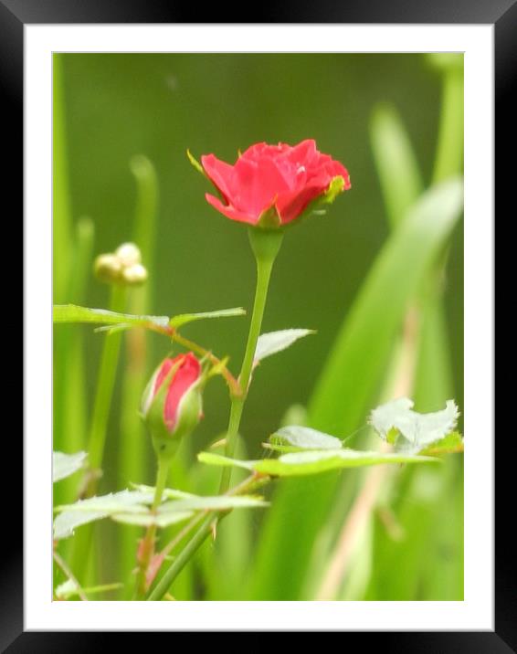 Rose With A Green Background Framed Mounted Print by Sajitha Nair