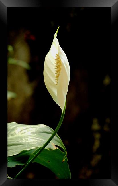 A Beautiful White Anthurium Framed Print by Sajitha Nair