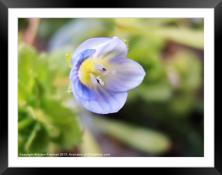 Corn Speedwell Up Close and Personal Framed Mounted Print by Arden Fierman
