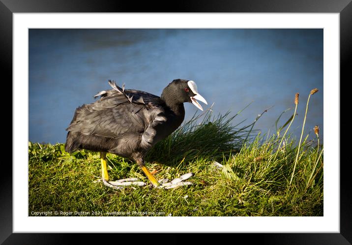 Coot Strut Framed Mounted Print by Roger Dutton