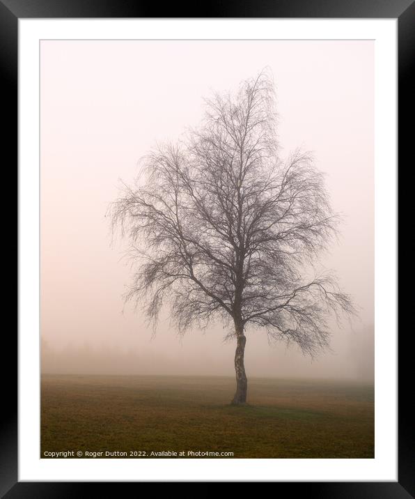 Enchanting Misty Birch Framed Mounted Print by Roger Dutton