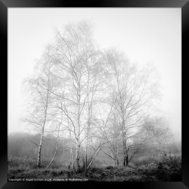 Silver Birch in Winter Dress engulfed in Mist Framed Print by Roger Dutton