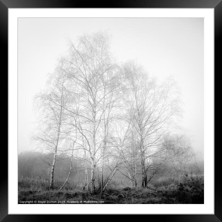 Silver Birch in Winter Dress engulfed in Mist Framed Mounted Print by Roger Dutton
