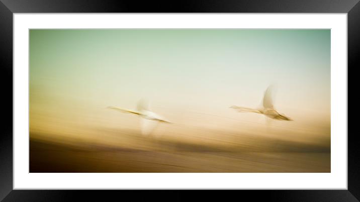 Poetry in motion: Swans taking flight Framed Mounted Print by Roger Dutton