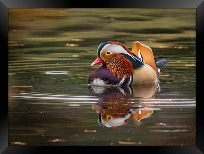 Majestic Mandarin Duck in Autumn Rain Framed Print by Roger Dutton