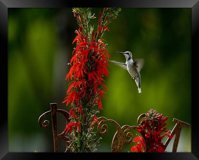 Humminngbird and Red Flower Framed Print by Larry Pegram