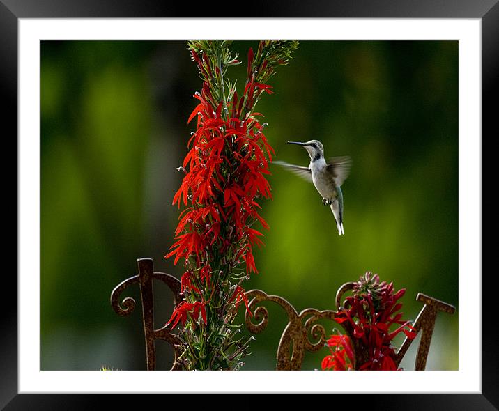 Humminngbird and Red Flower Framed Mounted Print by Larry Pegram