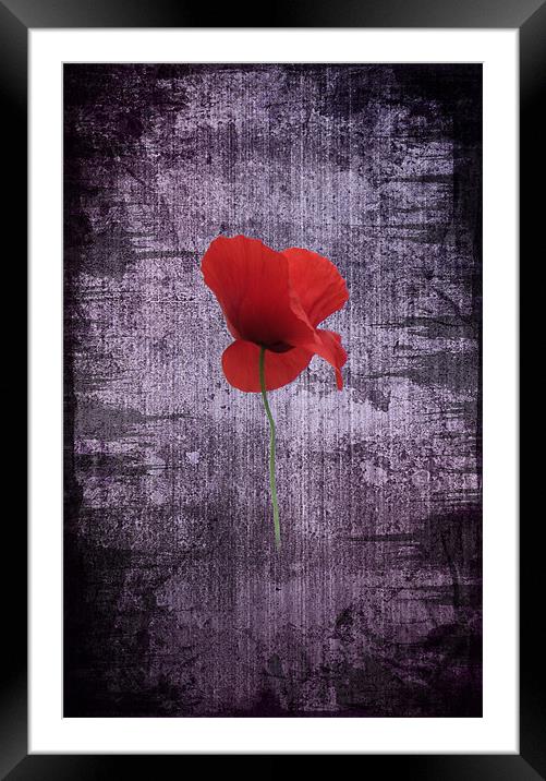 Single Poppy Framed Mounted Print by Ian Jeffrey