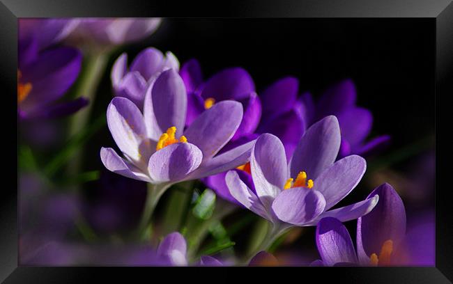 Purple Crocus Flowers In Sun Framed Print by Jacqi  Elmslie