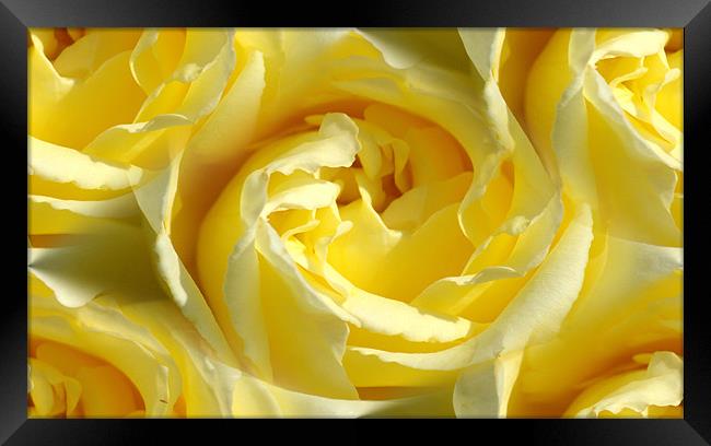 yellow rose Framed Print by Apple of  your i 