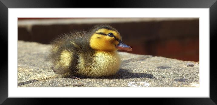 Not so Ugly Duckling. Framed Mounted Print by Nick Hall