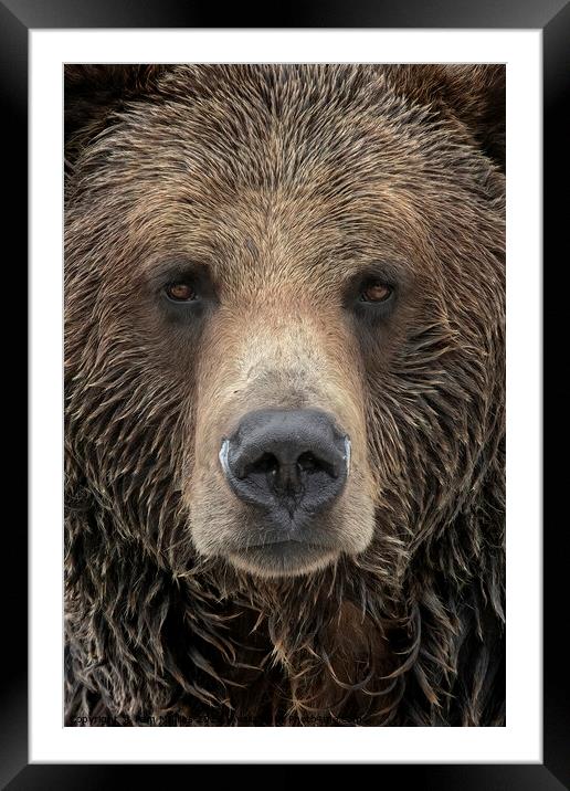 Grizzly Bear Framed Mounted Print by Pam Mullins
