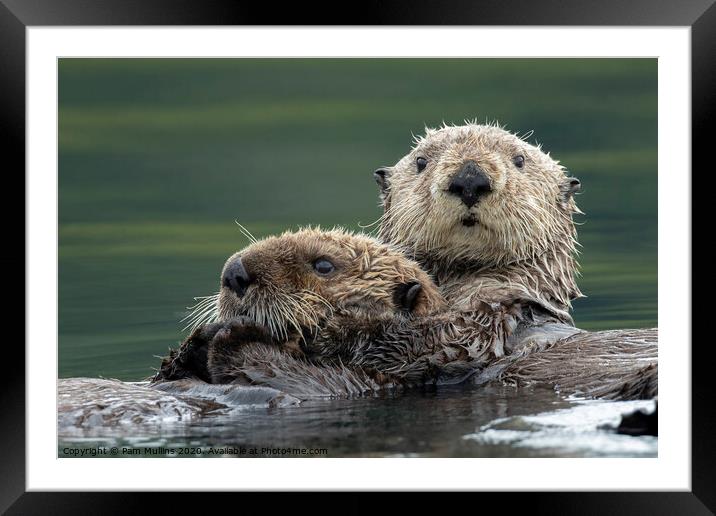 Sea Otters Framed Mounted Print by Pam Mullins