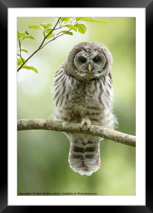 Barred Owlet Framed Mounted Print by Pam Mullins