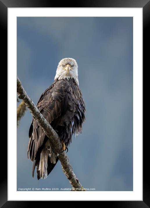 Angry Bird Framed Mounted Print by Pam Mullins