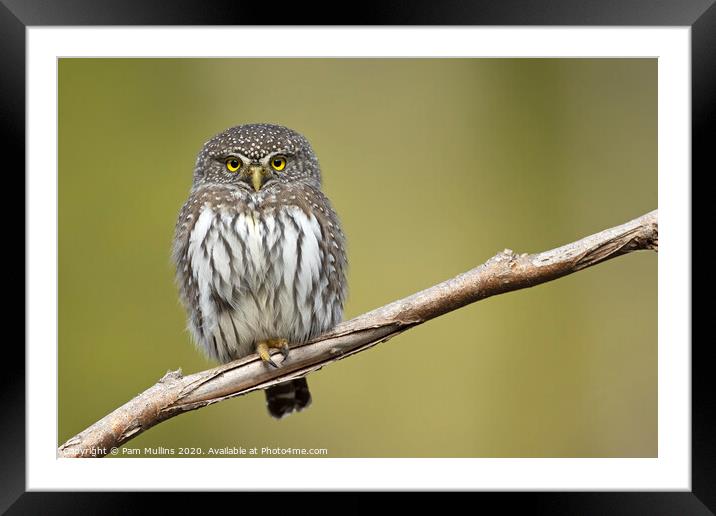 Tiny Raptor Framed Mounted Print by Pam Mullins