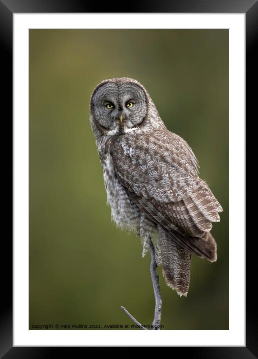 Great Gray Owl Framed Mounted Print by Pam Mullins