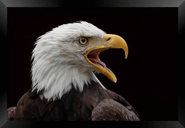 Eagle Portrait Framed Print by Pam Mullins