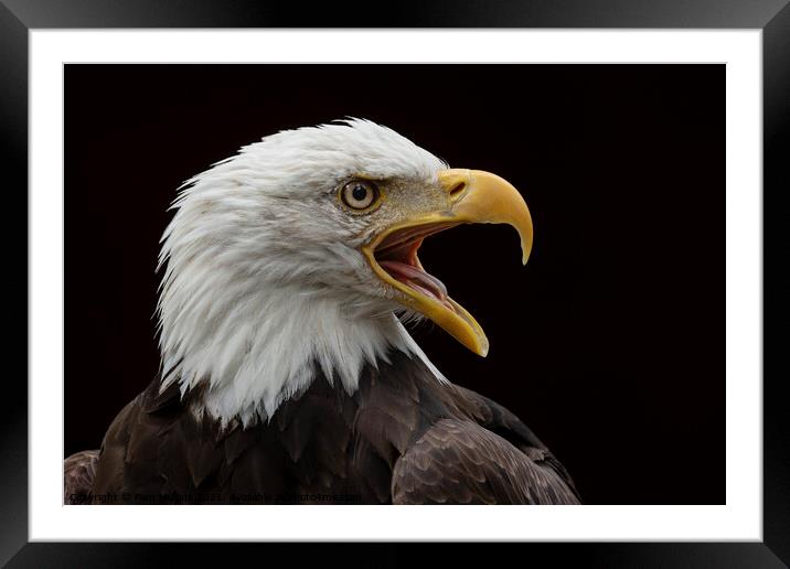 Eagle Portrait Framed Mounted Print by Pam Mullins