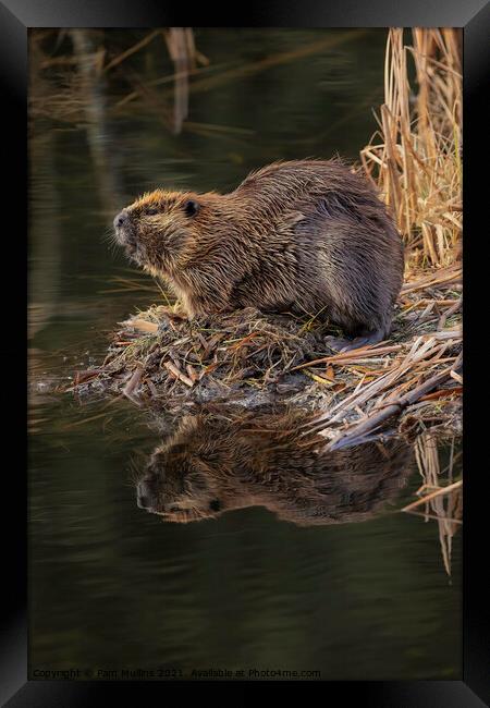 Beaver reflection on water Framed Print by Pam Mullins