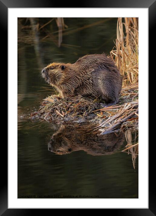  Beaver reflection on water Framed Mounted Print by Pam Mullins