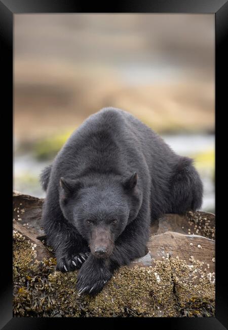 A bear that is sitting on a rock Framed Print by Pam Mullins