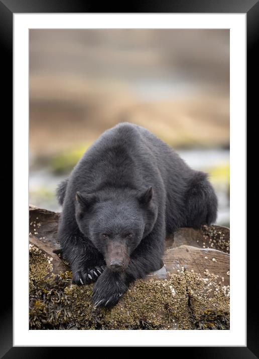 A bear that is sitting on a rock Framed Mounted Print by Pam Mullins