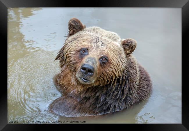 Grizzly Bear Framed Print by Pam Mullins