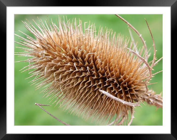 Spike Framed Mounted Print by Dave Watson