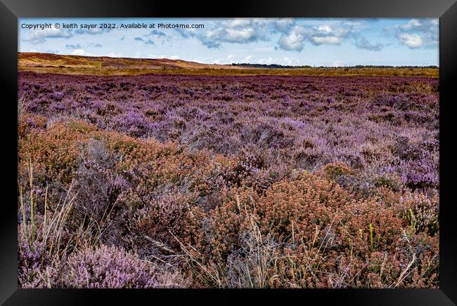 Yorkshire Heather Framed Print by keith sayer