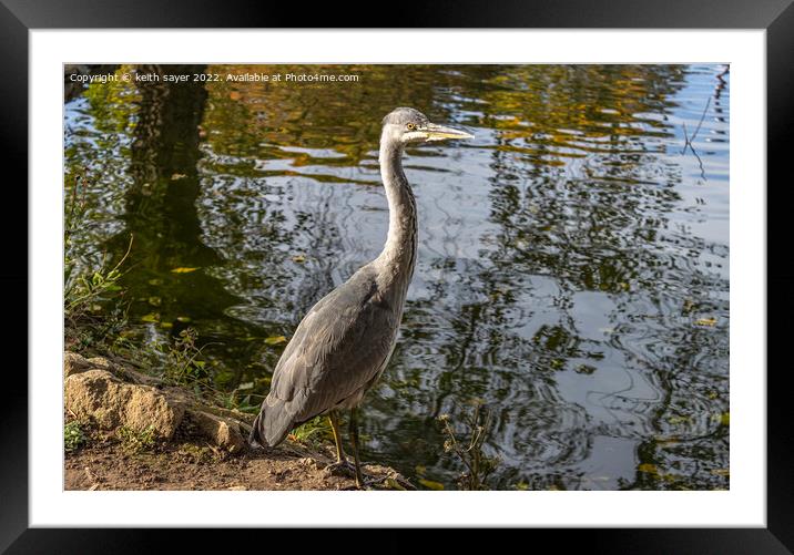 Grey Heron Framed Mounted Print by keith sayer