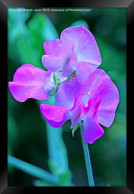 Sweet Pea Framed Print by keith sayer