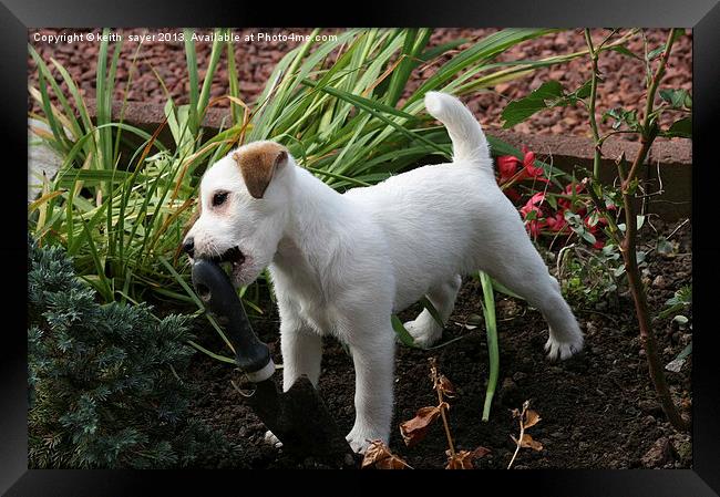 Jack Russell Pup Gardening Framed Print by keith sayer