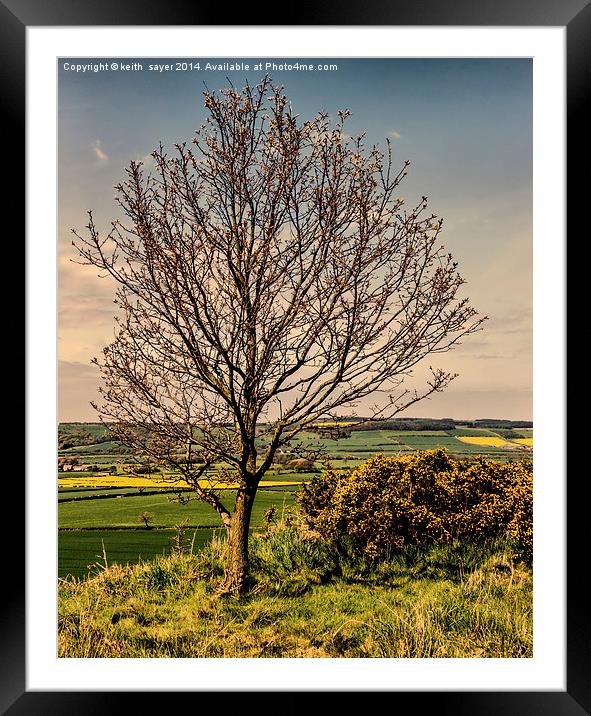 Tree With A View Pinchinthorpe Framed Mounted Print by keith sayer
