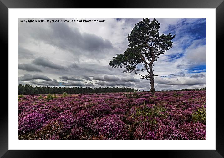  Yorkshire Heather Framed Mounted Print by keith sayer