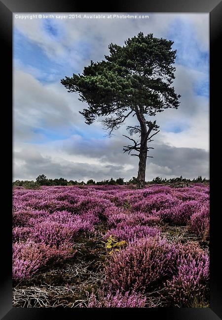  Alone In The Heather Framed Print by keith sayer