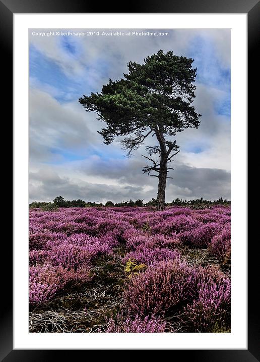  Alone In The Heather Framed Mounted Print by keith sayer