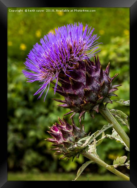 Common Thistle Framed Print by keith sayer