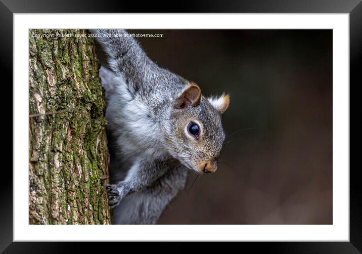  Grey Squirrel  Framed Mounted Print by keith sayer