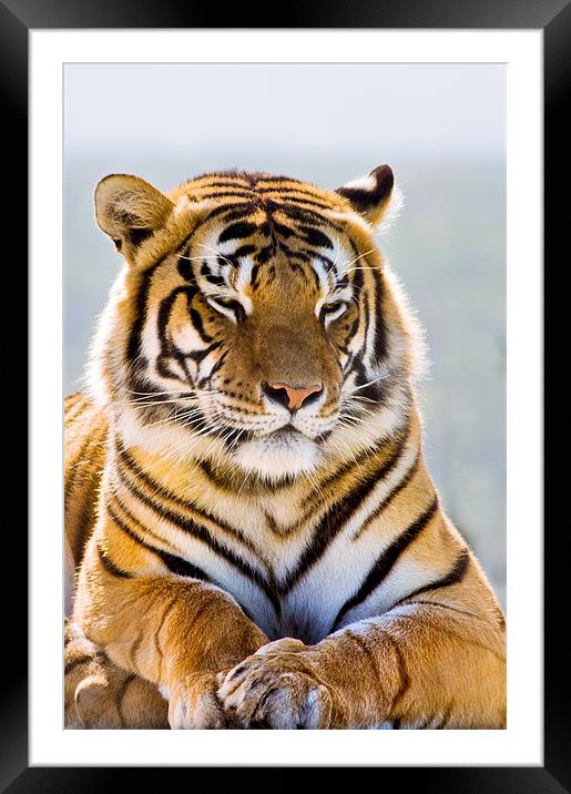 Tiger Framed Mounted Print by Elizma Fourie
