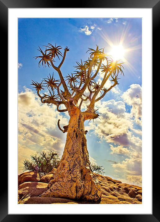 Quiver Tree Framed Mounted Print by Elizma Fourie
